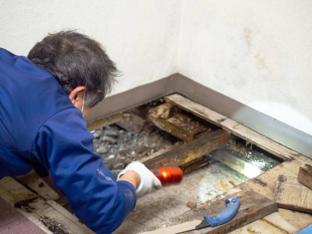 Best Crawl Space Mold Remediation in Cache, OK