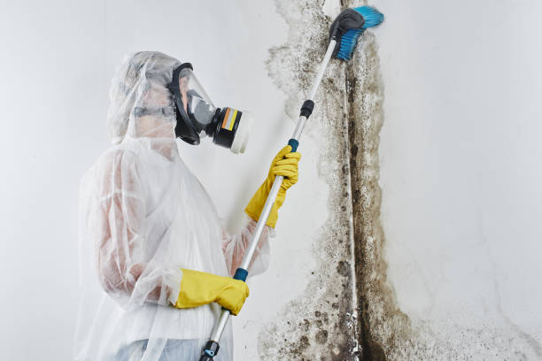 Best Black Mold Remediation in Cache, OK