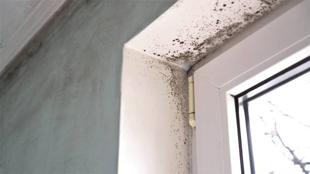 Best Mold Remediation for Specific Building Types in Cache, OK
