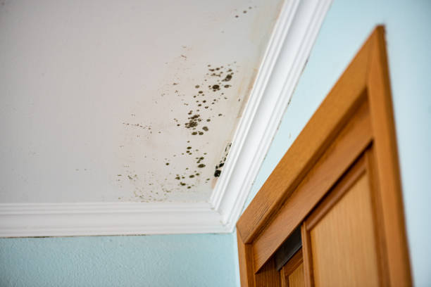 Best Localized Mold Remediation (e.g., coastal areas, humid climates) in Cache, OK