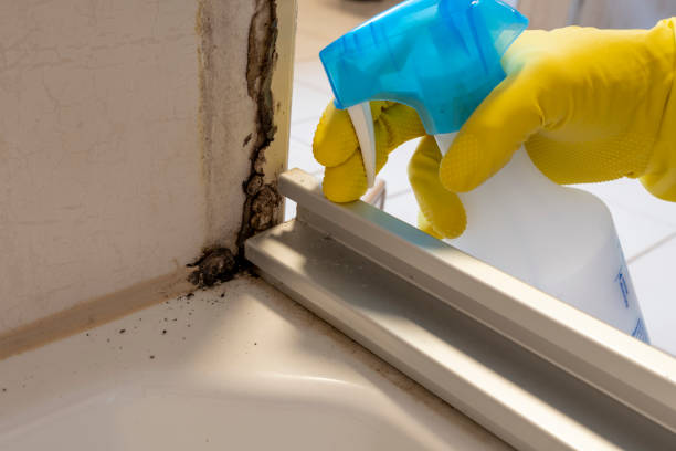 Best Health and Safety Mold Remediation in Cache, OK