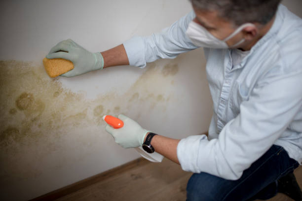 Best Post-Flood Mold Remediation in Cache, OK