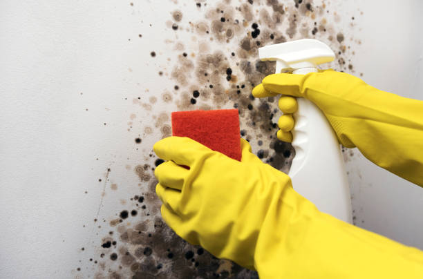 Best Black Mold Remediation in Cache, OK